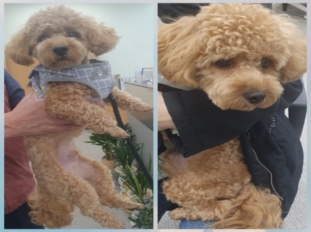 원주유기동물보호센터_442419202300151